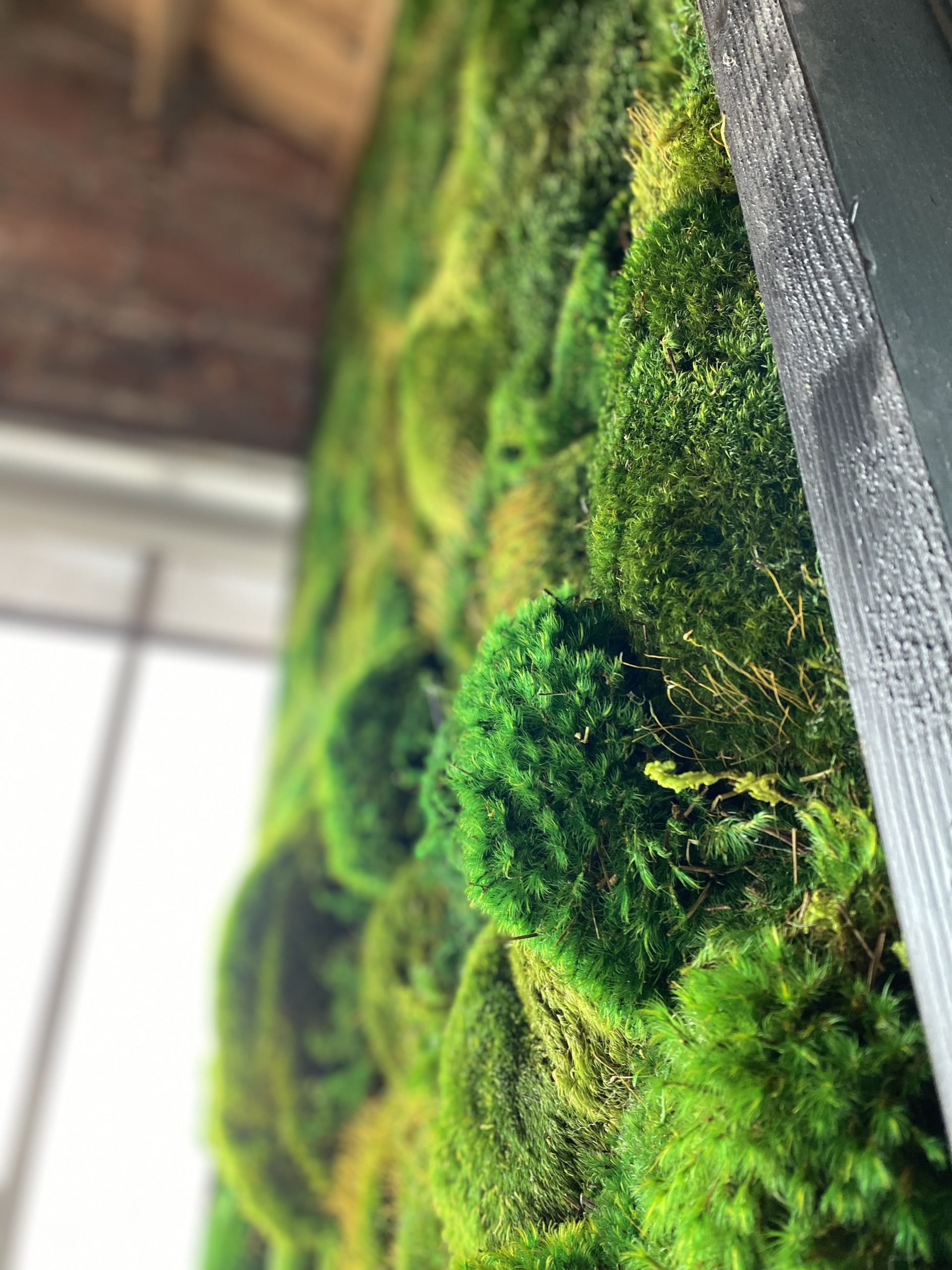 Image is a closeup of a pillow moss wall comprised of hundreds of green pillows of real moss in a black frame.